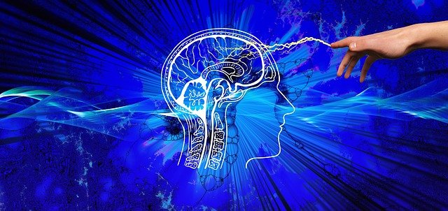 the human brain