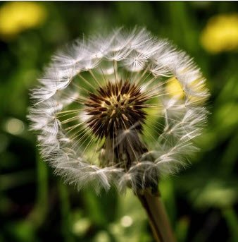 dandelions