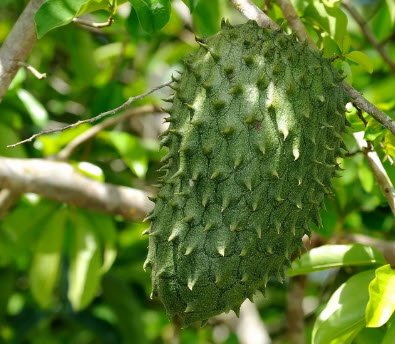 soursop