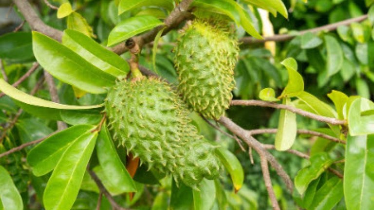 soursop2
