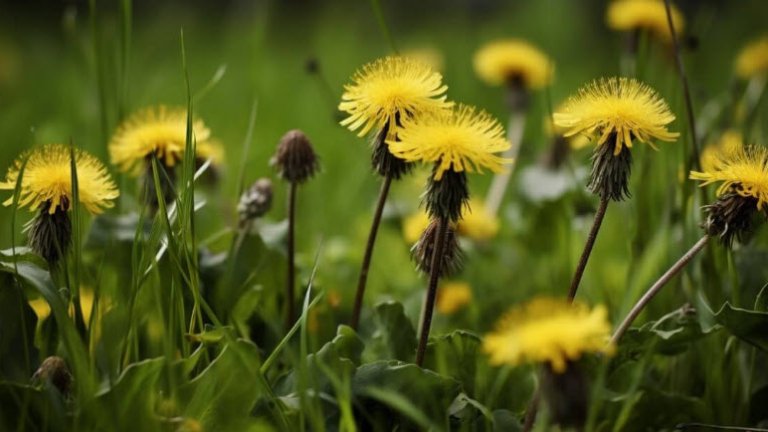 dandelion1