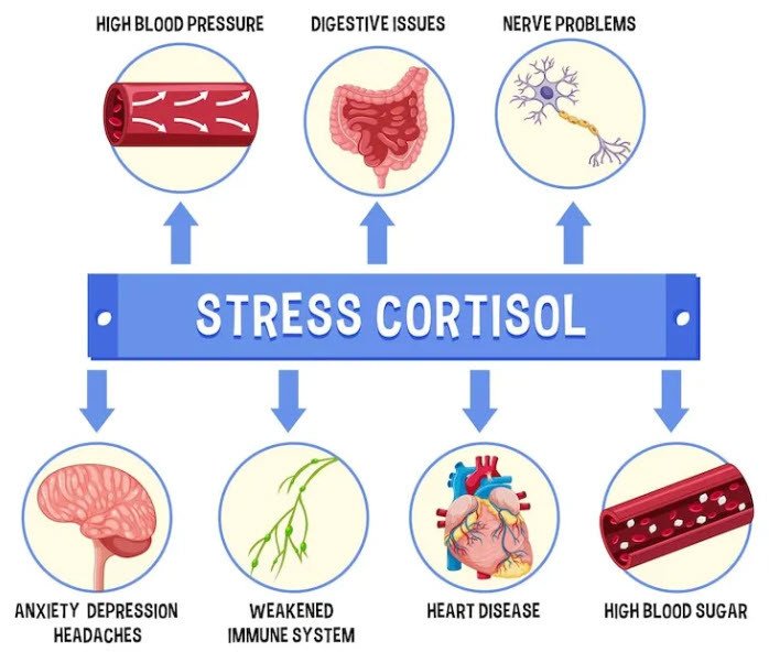 cortisol1