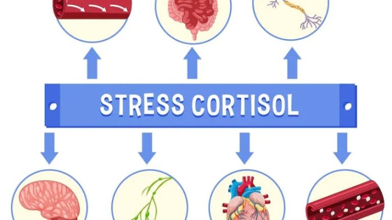 cortisol1