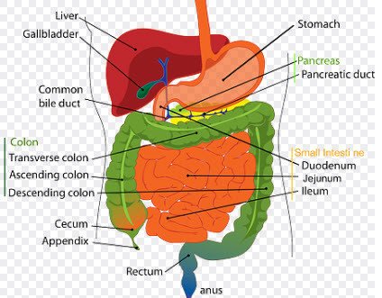 pancreas1