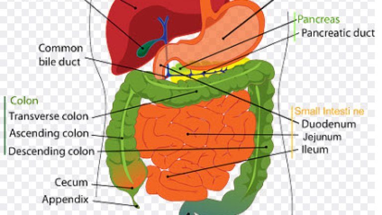 pancreas1