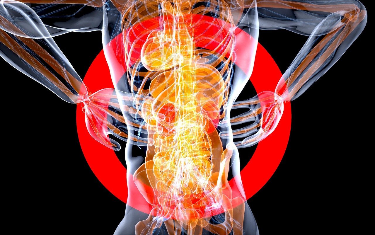 kidneys