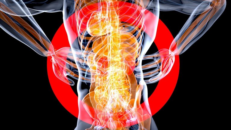 kidneys