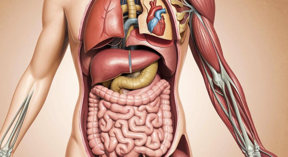 female body