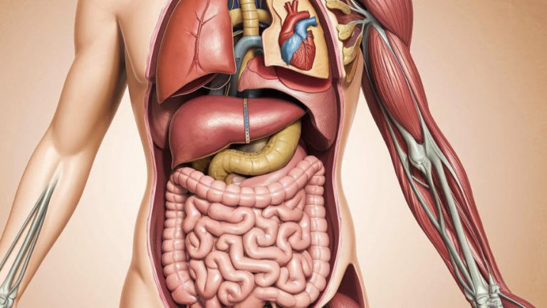 female body
